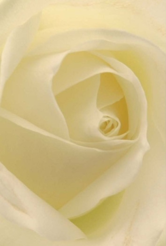 Seen through a Kenton florist's eyes, this white rose radiates tranquility and classic elegance, its petals arranged in a seamless dance of soft cream and bright white. Bathed in gentle light that appears to glow from within, every layer of the blossom evokes a sense of sophistication and quiet celebration, reminiscent of cherished gatherings along St. Leonard's Avenue or understated wedding centrepieces at local Kenton venues. The spiraling core, nearly perfect in its form, echoes purity and resilience; each subtle gradation of shadow along the petals, like the gradual changes of light on a Kenton morning, adds depth and a feeling almost of movement. This beautiful flower suggests more than mere appearance-it offers clean, serene fragrance and the feeling of a heartfelt gesture, be it a romantic statement, a sincere apology, or a loving remembrance. Our knowledge of the Kenton community informs every arrangement, ensuring blooms that speak volumes through their natural beauty and the balanced artistry found in every thoughtful design. The rose, in this image, becomes an emblem of hope and dignity, perfect for expressing sentiment no matter the occasion.